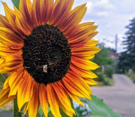 CONTAO_NATURE_THEME_Hummel_an_Sonnenblume